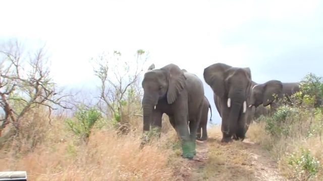 A Moment Of Suspense. Animal Sanctuary. Elephants. Dangerous. Animal. Wild. Nature. Jeep Wrangler. Africa Tour.