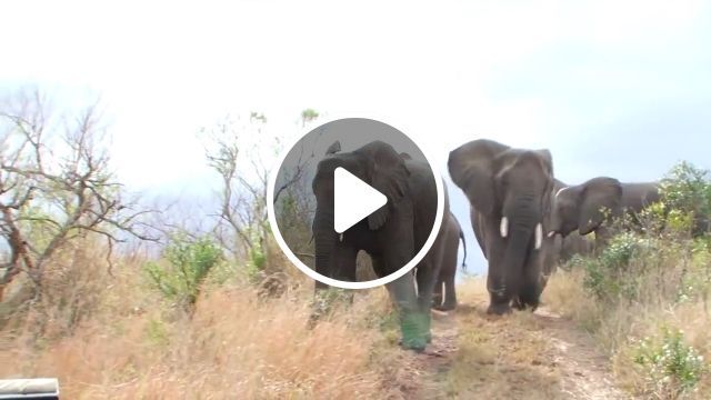 A Moment Of Suspense - Video & GIFs | animal sanctuary, elephants, dangerous, animal, wild, nature, jeep wrangler, africa tour