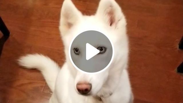 The Dog Is Smart And Lovely - Video & GIFs | funny dog, funny pet, smart dog