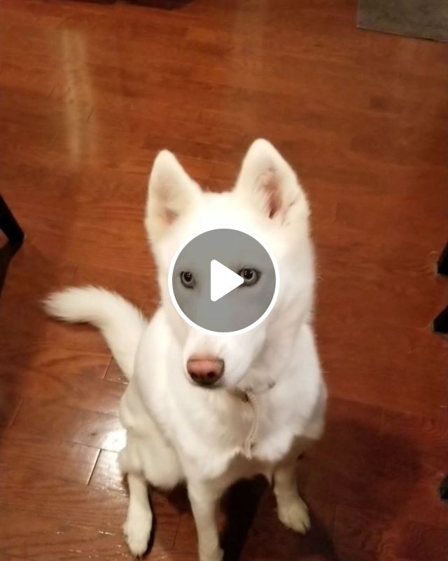 The Dog Is Smart And Lovely - Video & GIFs | funny dog, funny pet, smart dog