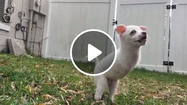 Although He Has No Legs, He Is Always Cheerful And Optimistic - Video & GIFs | puppy, pitiful, pet, leg, dog