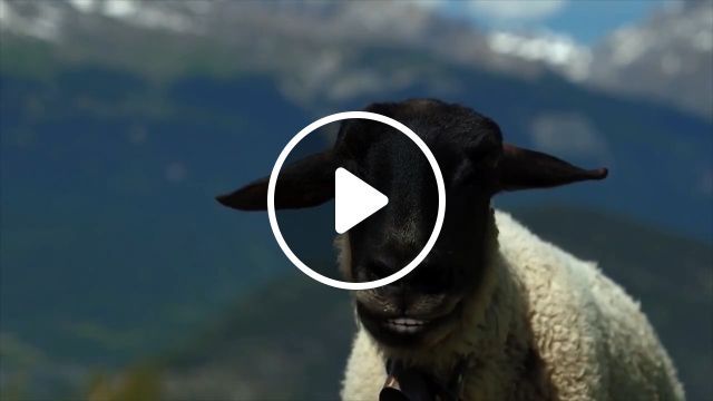He's Passionate About Singing - Video & GIFs | herdsman, sheep, sing, animal, talent, music