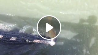 Crocodile steals fish
