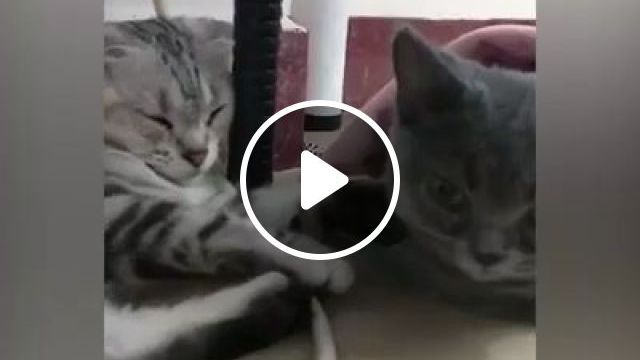 Honey, The Fragrance Is Great, Lol - Video & GIFs | cat, pet