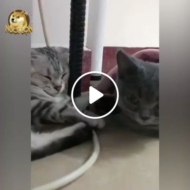Honey, The Fragrance Is Great, Lol - Video & GIFs | cat, pet