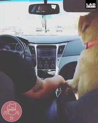 Just take my hand and hold it tight, dog, pet, car, hand.