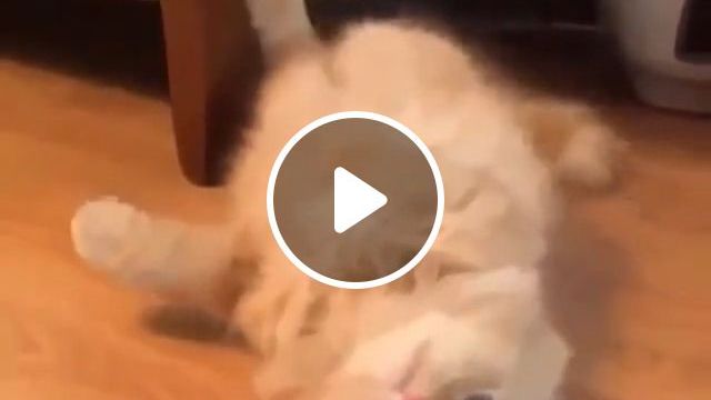 Hello Kitten - Video & GIFs | cat, kitten, pet, cute