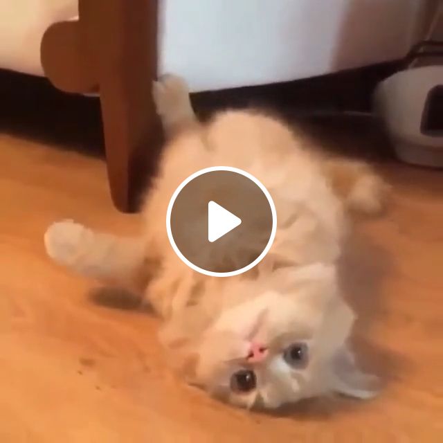 Hello Kitten - Video & GIFs | cat, kitten, pet, cute