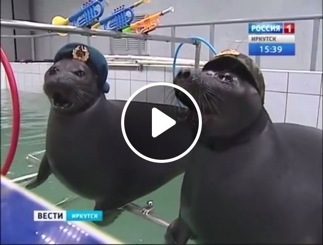 In The Army Now - Video & GIFs | water seal, army, animal