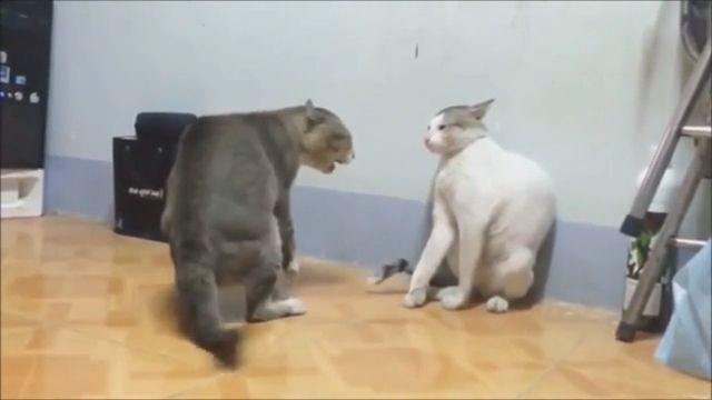 Super Punches. Cat. Boxing. Pet. Fight.