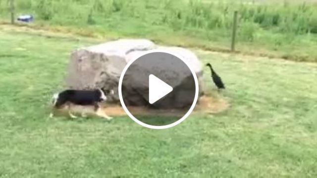 Hey My Friend, Where Are You, Haha - Video & GIFs | dog, duck, pet, animal, friend