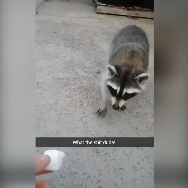What a smart raccoon, raccoon, animal, smart.
