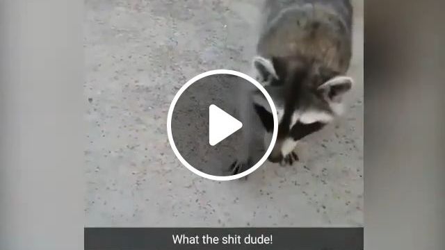 What A Smart Raccoon. Raccoon. Animal. Smart. #0