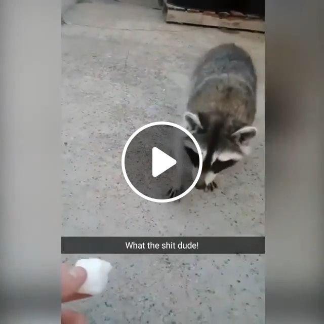 What A Smart Raccoon. Raccoon. Animal. Smart. #1
