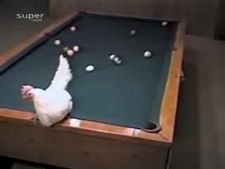 Best pool player in the world, chicken, animal, player, world.