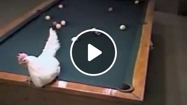 Best Pool Player In The World - Video & GIFs