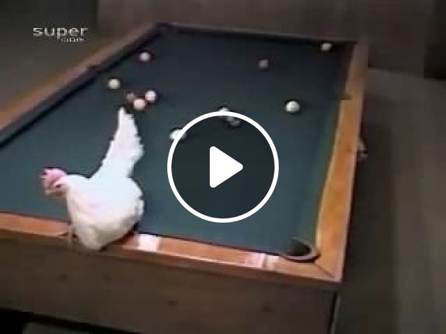Best Pool Player In The World - Video & GIFs | chicken, animal, player, world