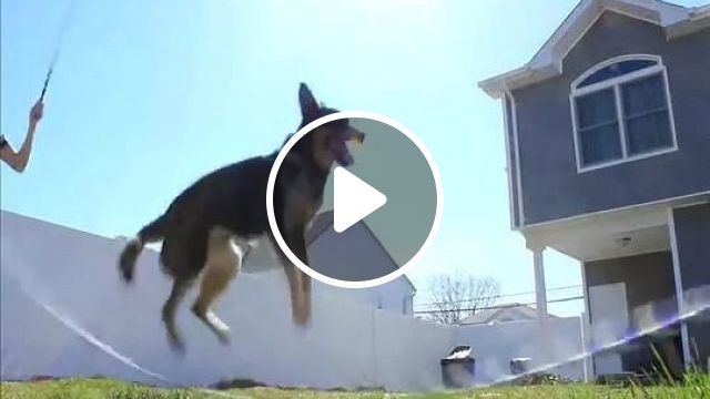 The Master Jumps Rope In The Neighborhood - Video & GIFs | dog, smart, pet, jump