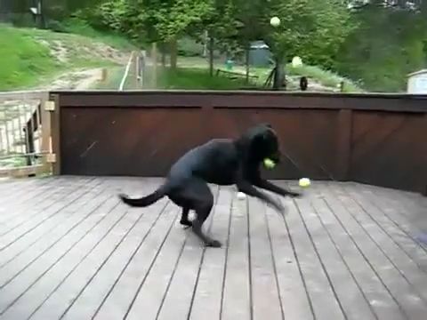 Surprise, dog, pet, tennis, ball.