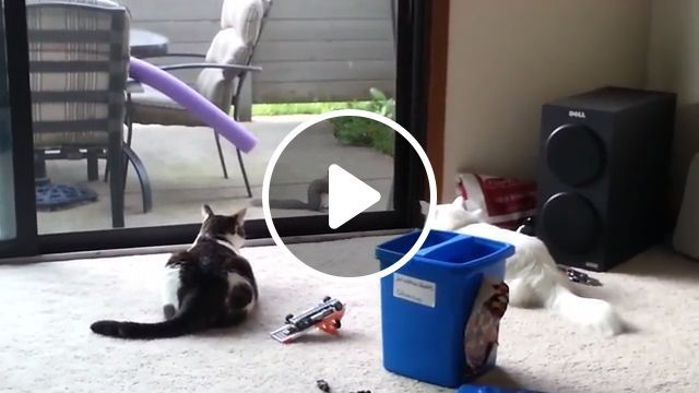 Destructive Cats - Video & GIFs | cat, pet, squirrel, animal, destructive