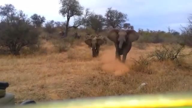 Take pictures in the wild - Video & GIFs | elephant,animal,be afraid,wild,conservation area