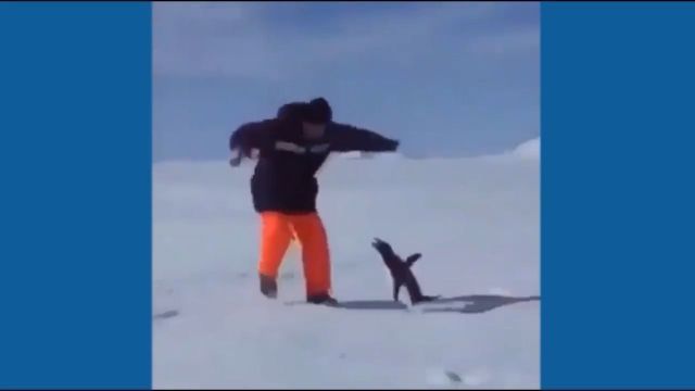 Brave Penguin. Bird. Animal. Penguin. Brave. #2