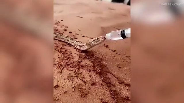It's adorable when a snake drinks water!, snake, animal, water, adorable.