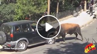 Car vs bull