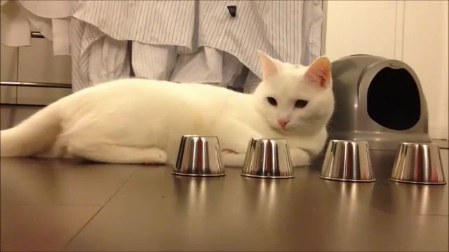Easy game of a smart cat, steel cups, smart cat, easy game, funny pet, cute cat.