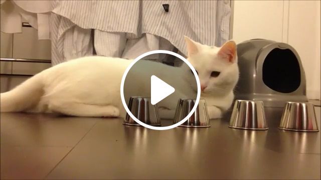 Easy Game Of A Smart Cat. Steel Cups. Smart Cat. Easy Game. Funny Pet. Cute Cat. #0