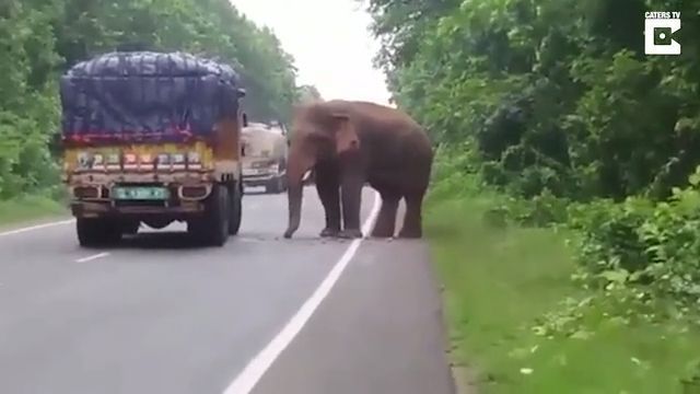 Come On, I Just Want To Get Some Food. Elephant. Food. Wild. Animal.