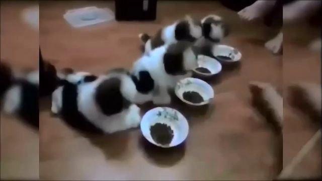 Obedient puppies, Puppies, Cute Dog, Cute Pet, Obedient, Dog Food, Dog Bowls