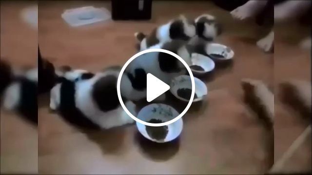 Obedient puppies, puppies, cute dog, cute pet, obedient, dog food, dog bowls. #0