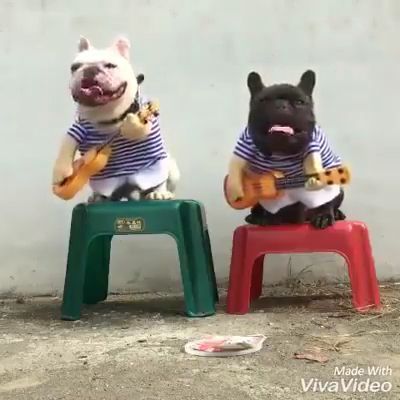 Street artists are in need of money to buy cake, lol - Video & GIFs | dog,boss,guitar,performances,pet