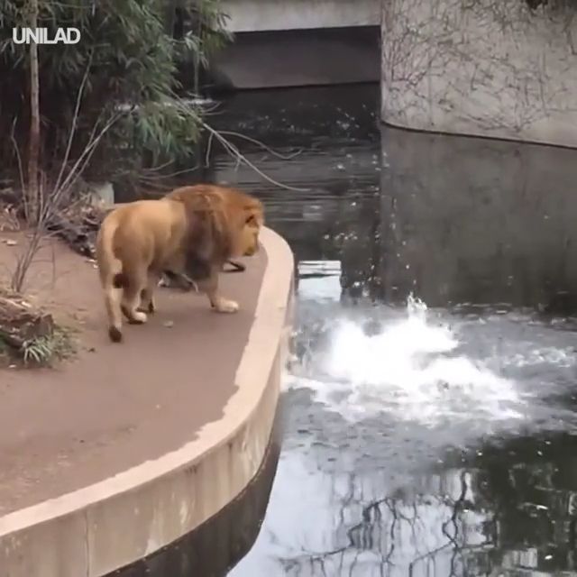 The harm of looking lioness, haha, lioness, wet, lion, animal.