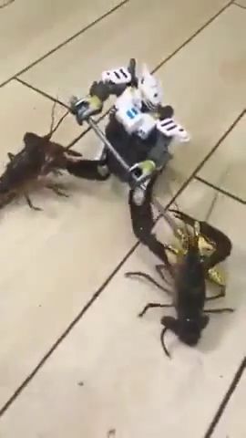 Robot Vs Two Crayfish. Crayfish. Robot.