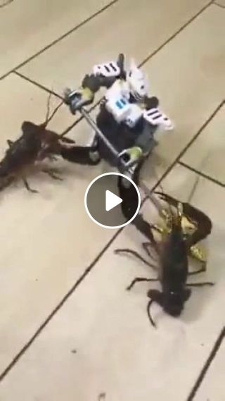 Robot vs two crayfish