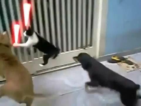 The Courageous Cat, Lol. Cat. Dog. Fighting. Pet.