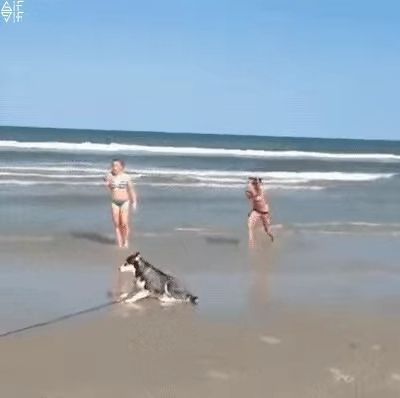 Why Is It So Difficult?. Boss. Dog. Beach. Pet. Husky.