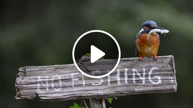 No Fishing - Video & GIFs | fish, bird, animal, fishing