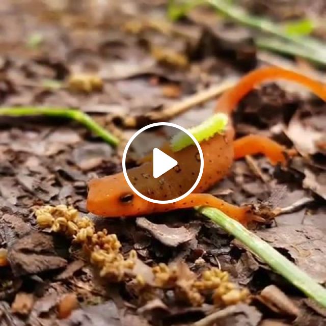 New Massage Techniques - Video & GIFs | grub, gecko, bug, animal, massage