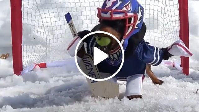 Excellent Player Hockey - Video & GIFs | hockey, dog, snow, pet, cute