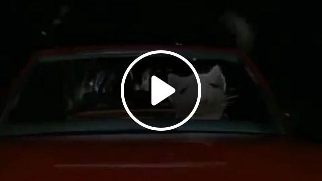 Mouse Escapes Cat - Video & GIFs | funny pet, toy car, funny mouse