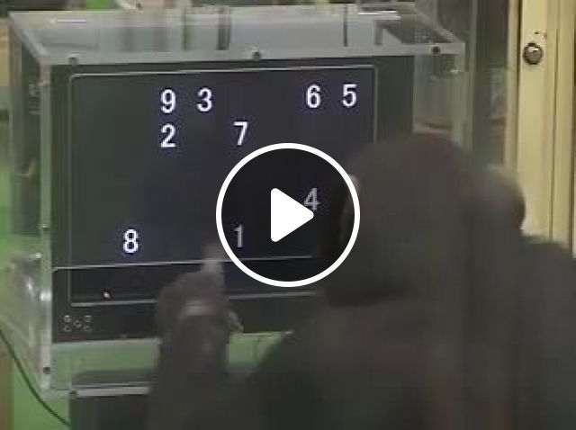 Amazing Intelligent Monkey - Video & GIFs | animal, monkey, intelligent, smart
