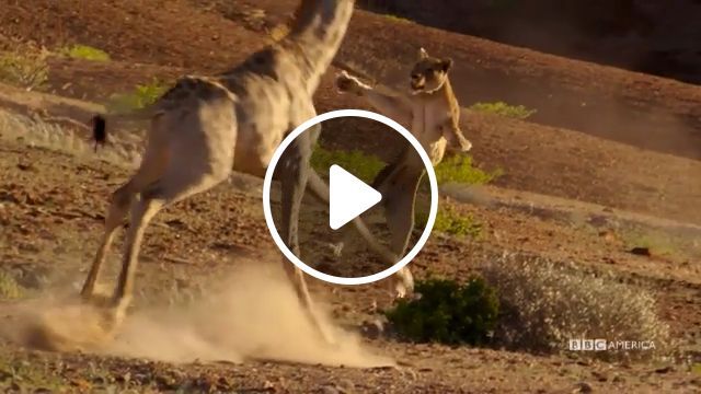 Lion Vs Giraffe: Who Will Win?. Lion. Giraffe. Wild Animal Videos. Fighting. #0