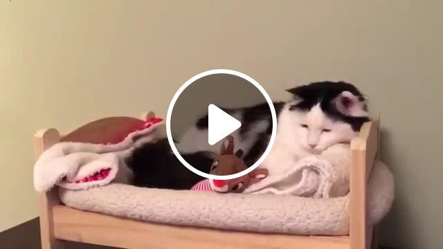 Good Night Sweet Dreams - Video & GIFs | cute cat, stuffed animal, cute pet, sleeping cat, cat bed, night, beautiful moon, night sky 