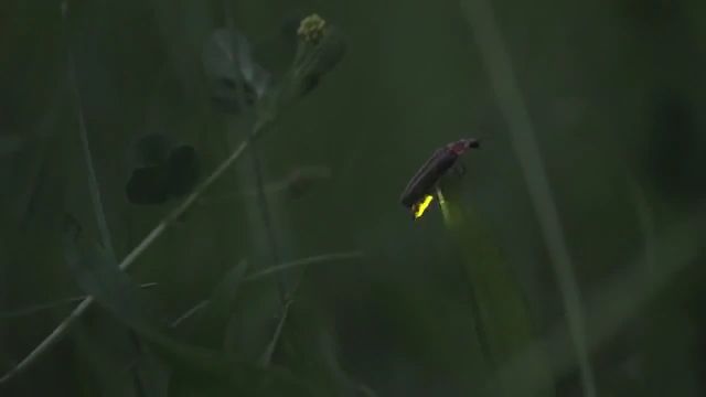 The beauty of fireflies, beetle, beautiful nature, funny, night.