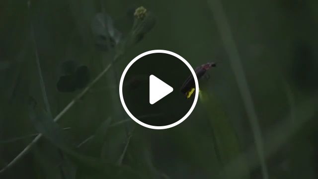 The Beauty Of Fireflies - Video & GIFs | beetle, beautiful nature, funny, night