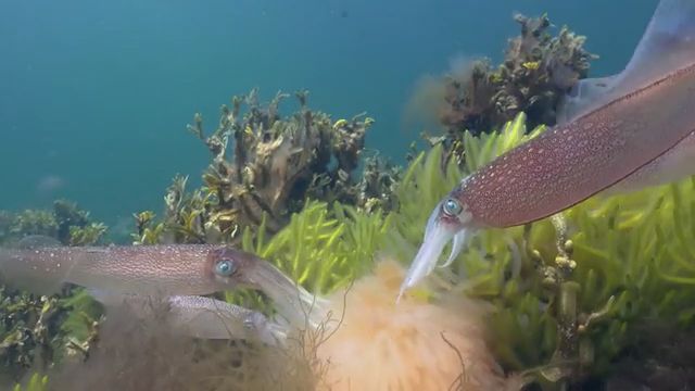 Squids In The Beautiful Ocean. Squid. Beautiful Nature. Wild Animal. Beautiful Ocean. Coral. Seagr. Seaweed.