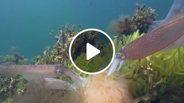 Squids In The Beautiful Ocean - Video & GIFs | squid, beautiful nature, wild animal, beautiful ocean, coral, seagrass, seaweed